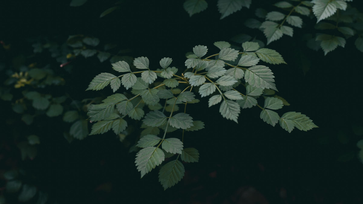 A sprig of serrated green leaves against a dark background, for an article on protein powder without artificial sweeteners