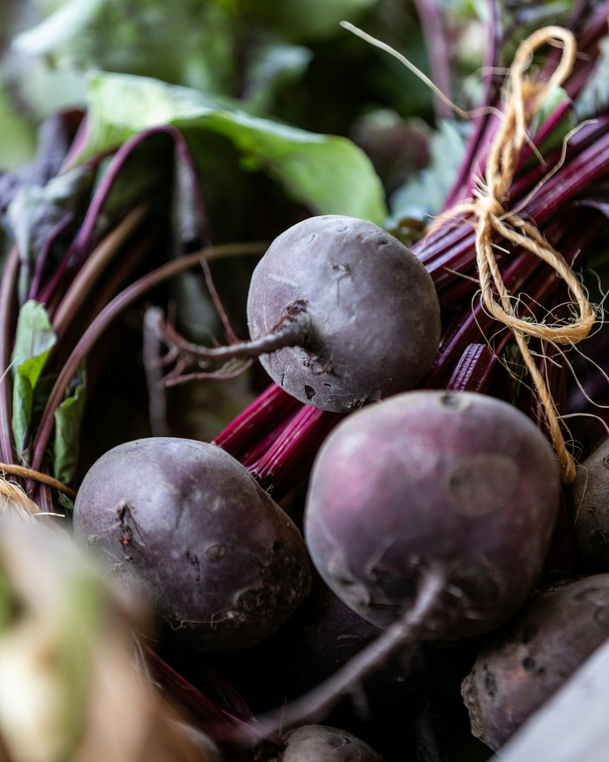 Fresh whole beetroots with stems tied in twine