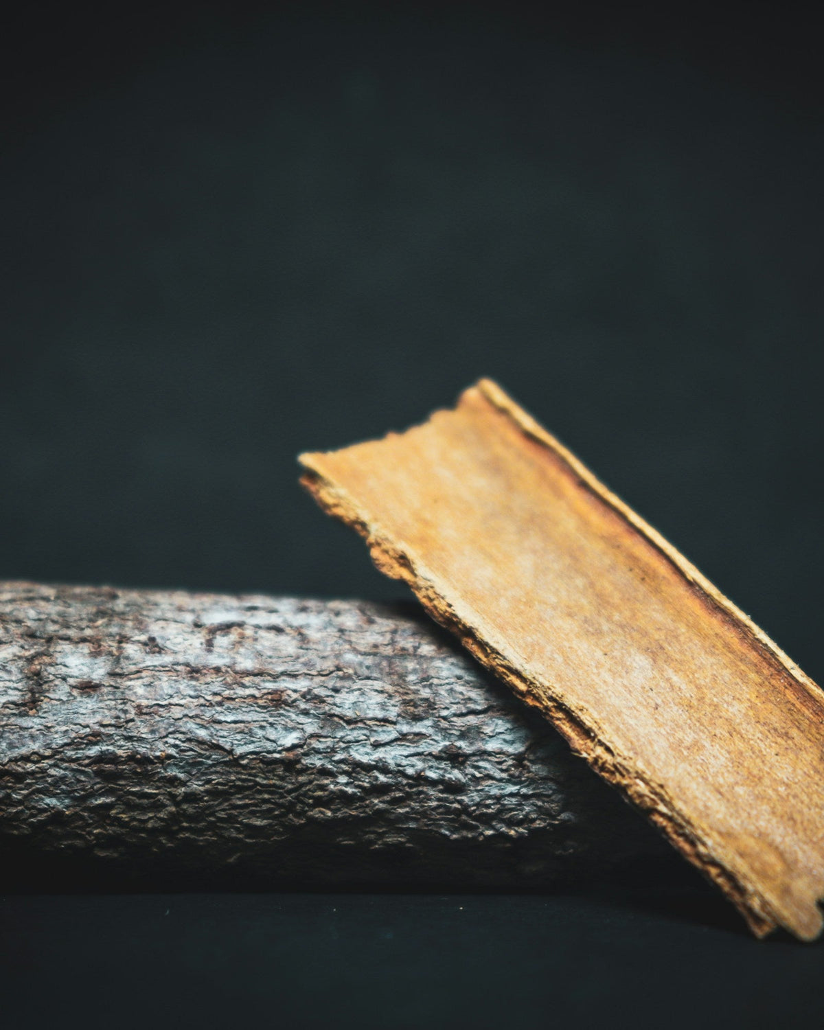 A curled strip of dried bark resting on a branch against a dark background, for an article on tongkat ali dosage
