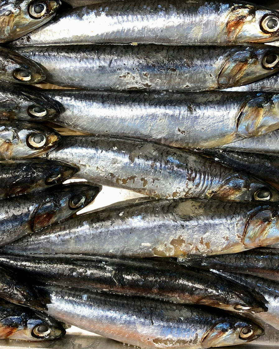 Rows of small fresh silver fish